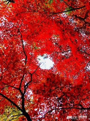 九水紅葉正當時,“山東老鄉”50元可暢游