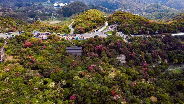 百里杜鵑迎來第一個(gè)游客小高峰